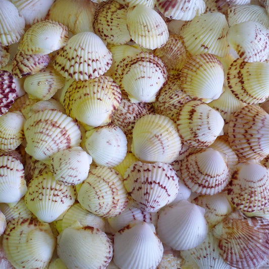 Pecten gibbus  (kg)