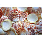 Pecten macassarensis  (kg)