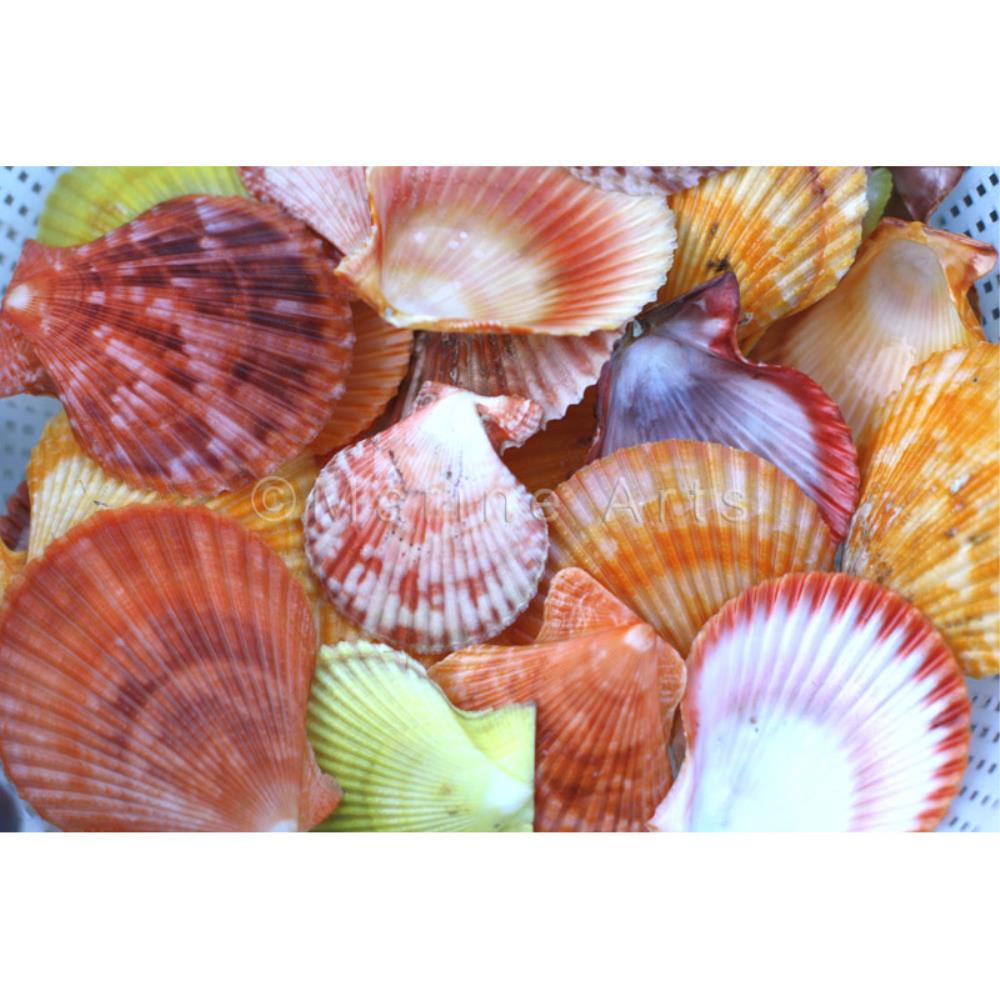 Pecten nobilis halves coloured  (kg)