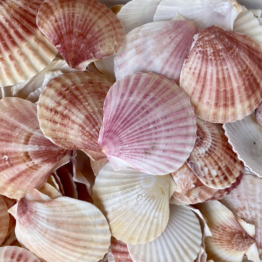 Pecten opercularis edged  (kg)