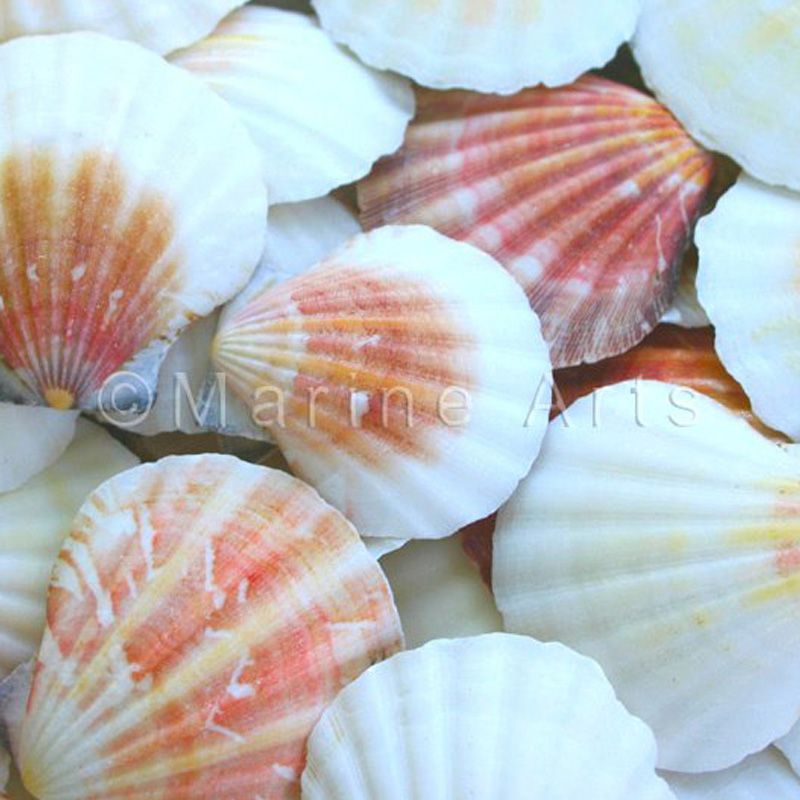 Pecten vexillium pink, orange and white halves  (kg)