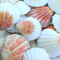 Pecten vexillium pink, orange and white halves  (kg)