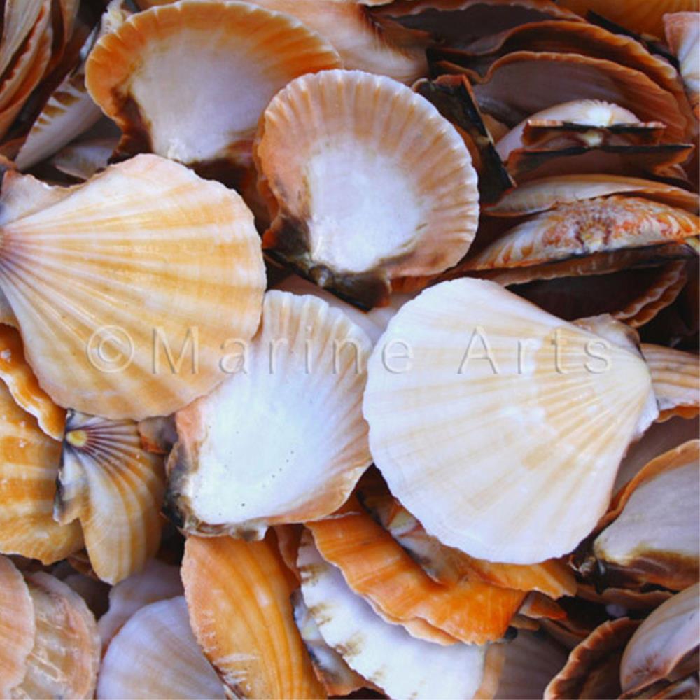 Pecten vexillium halves orange  (kg)