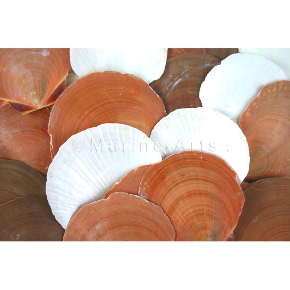 Pecten amusium - sun and moon unedged  (kg)
