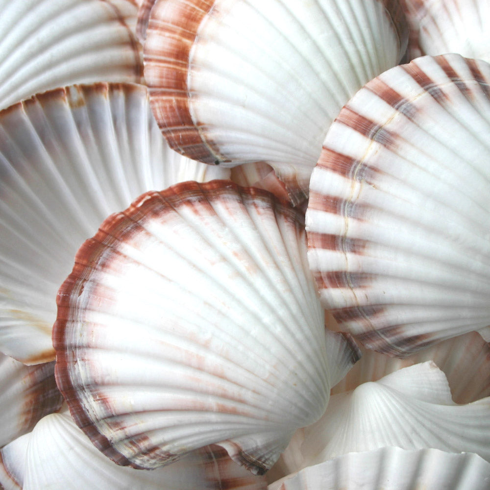 Pecten fumatus deep half unedged  (kg)