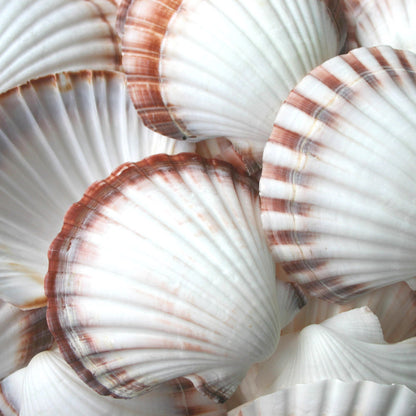Pecten fumatus deep half unedged  (kg)