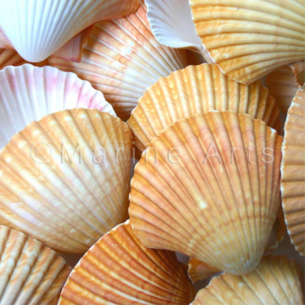 Pecten vogdesi deep halves edged  (kg)
