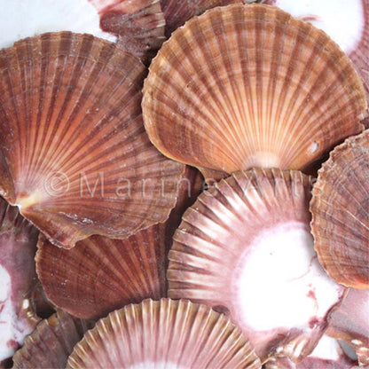 Pecten vogdesi flat halves edged