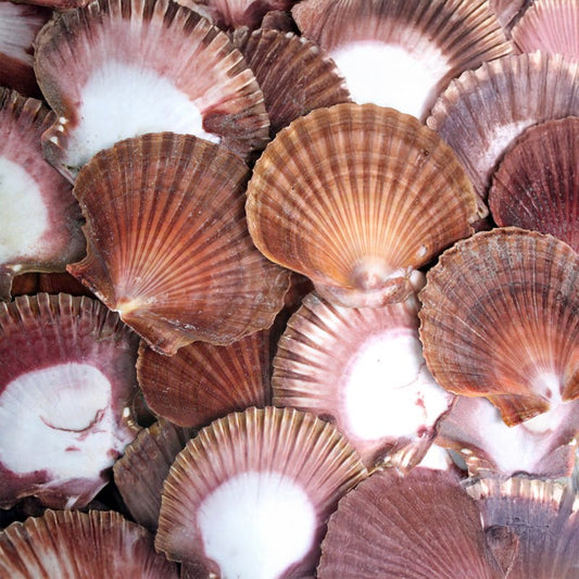 Pecten vogdesi flat halves edged