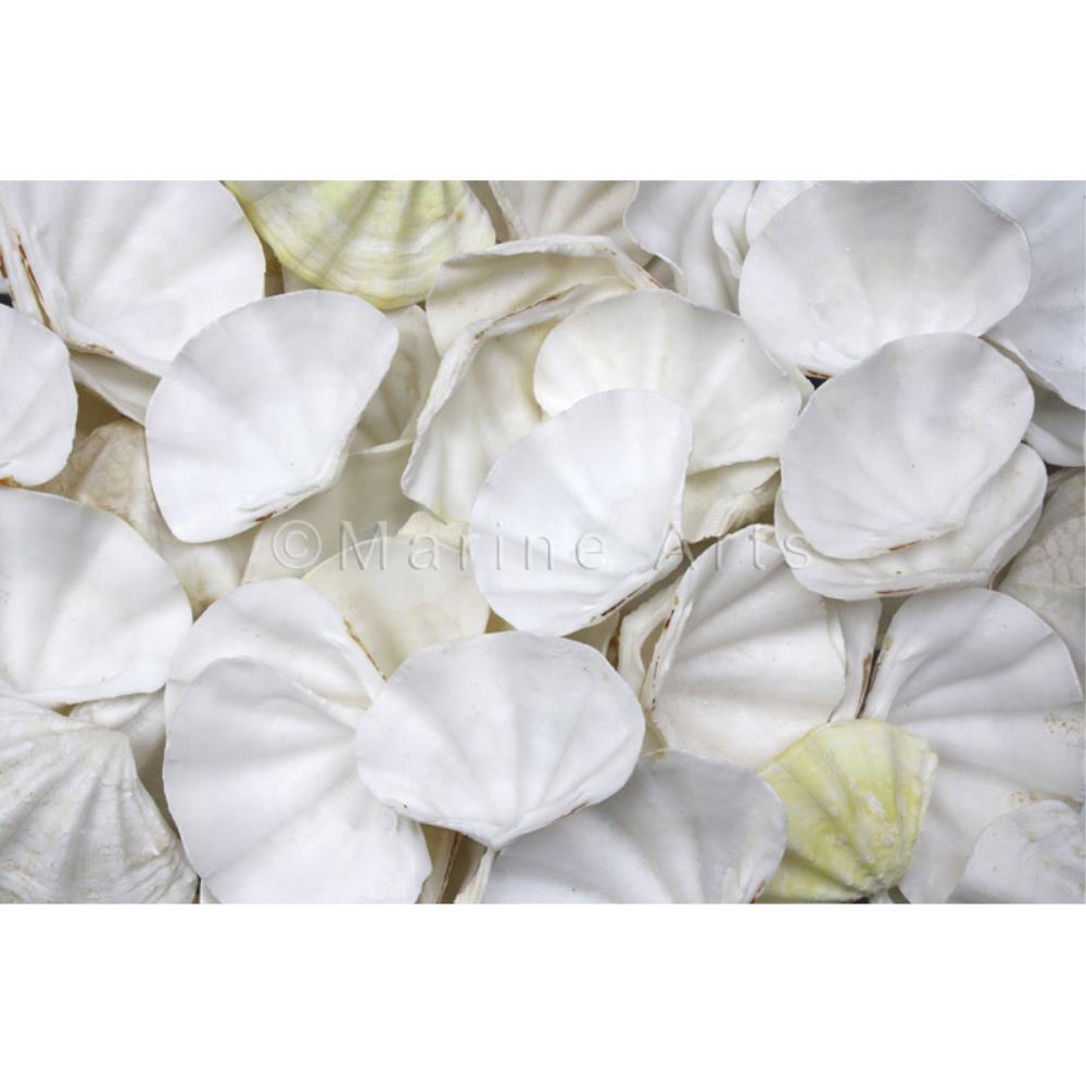 Clam tridacna small white with touch of lemon  (kg)