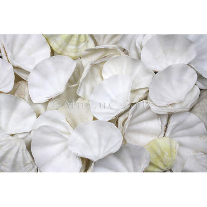 Clam tridacna small white with touch of lemon  (kg)