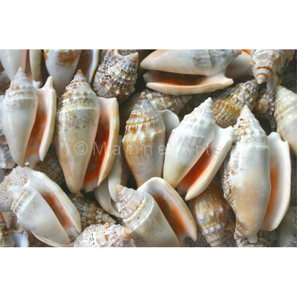 Strombus aurisdianae  (kg)