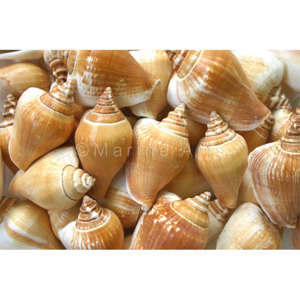 Strombus canarium  (kg)