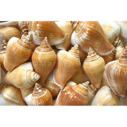 Strombus canarium  (kg)