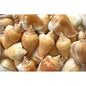 Strombus canarium  (kg)