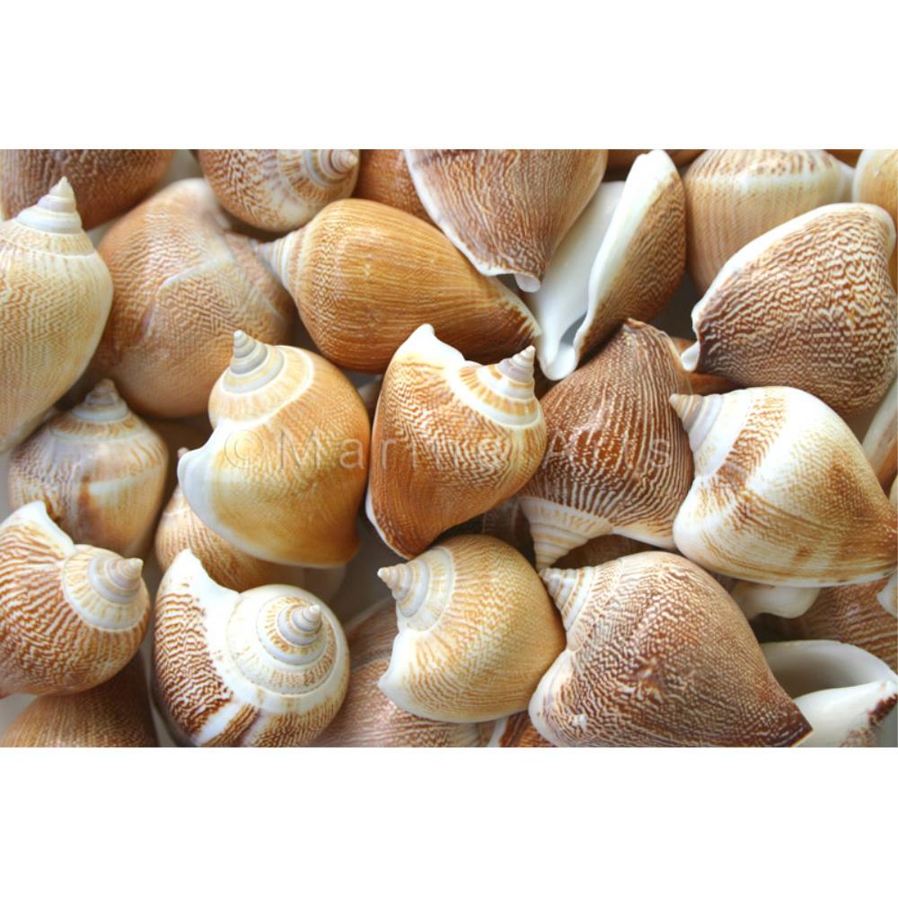 Strombus canarium pinstripe  (kg)