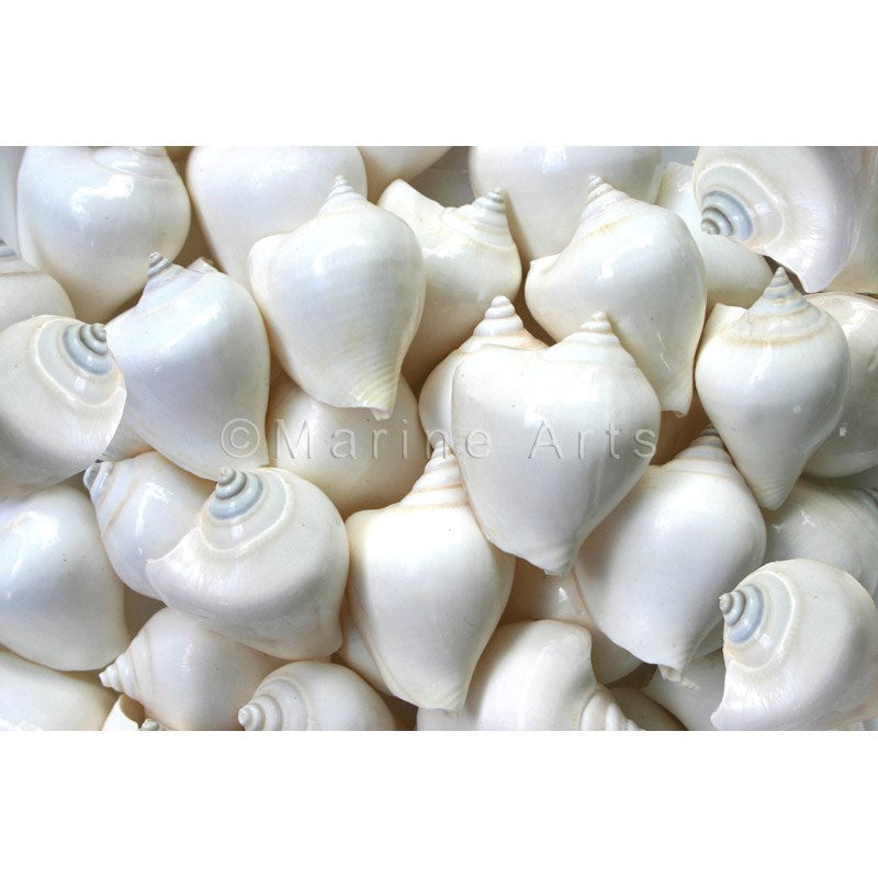 Strombus canarium white  (kg)