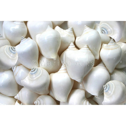 Strombus canarium white  (kg)