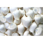 Strombus canarium white  (kg)