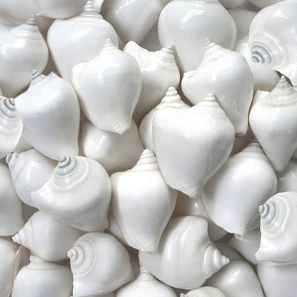 Strombus canarium white  (kg)