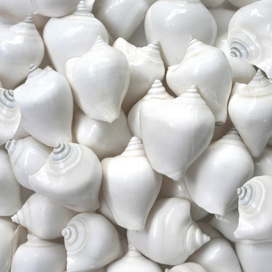 Strombus canarium white  (kg)