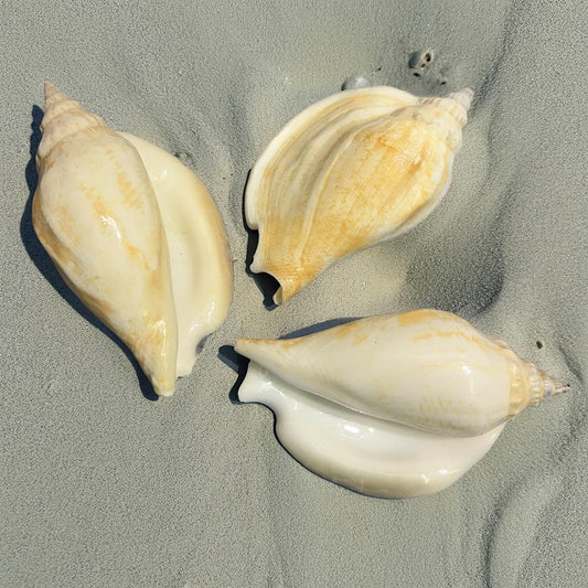 Strombus epidromus