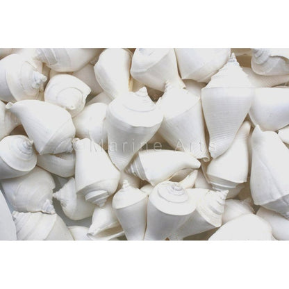 Strombus marginatus white  (kg)