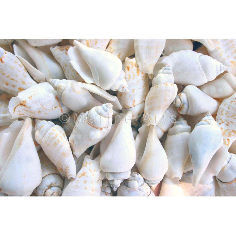 White chulla  (kg)