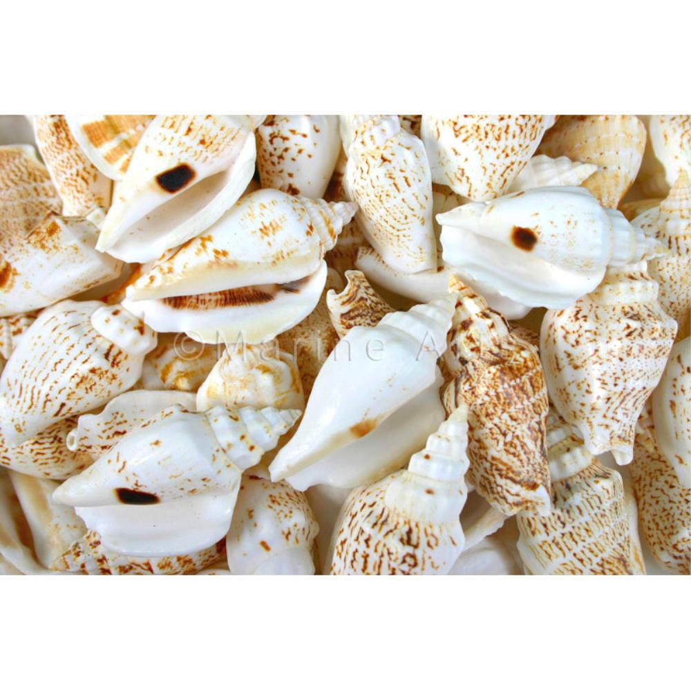 Strombus variabilis  (kg)
