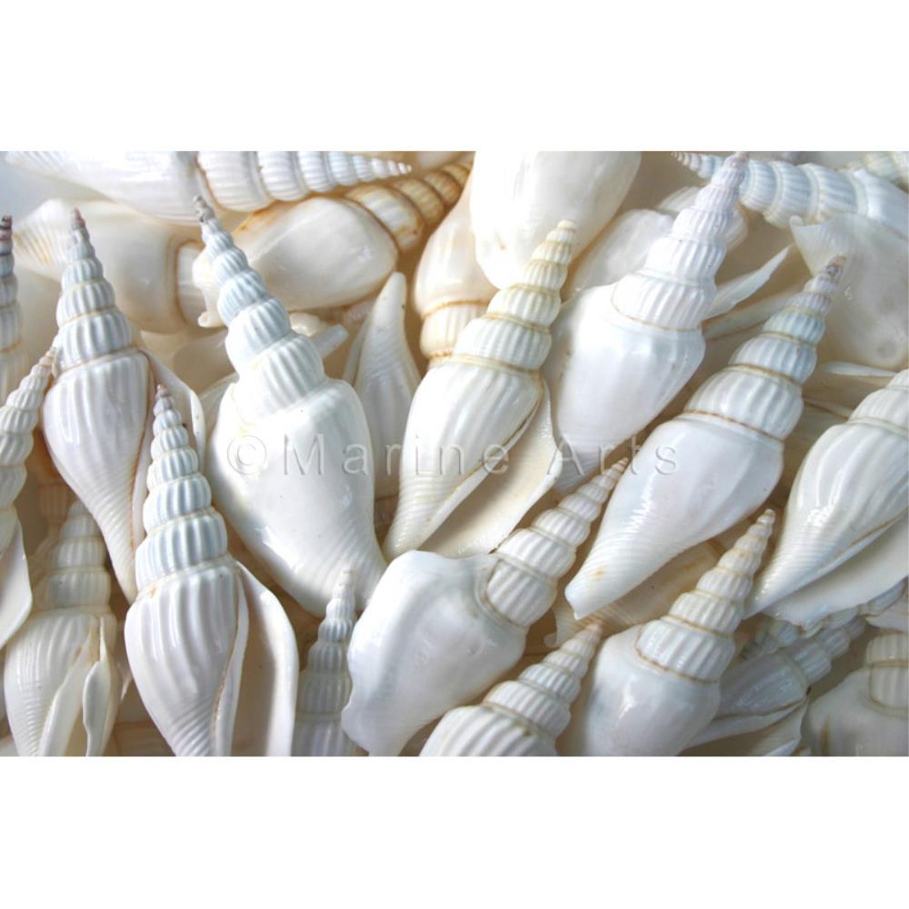 Strombus vittatus white  (kg)