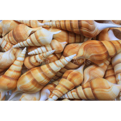 Tibia curta juvenile  (kg)