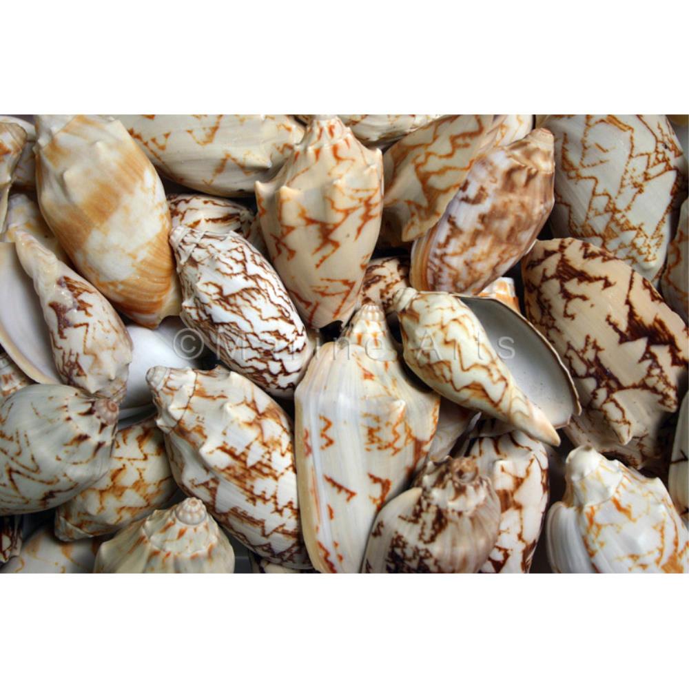 Voluta vespertillo  (kg)