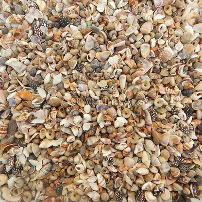 Bulk shell mix natural assorted very small  (kg)
