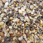 Premium shell mix natural small  (kg)