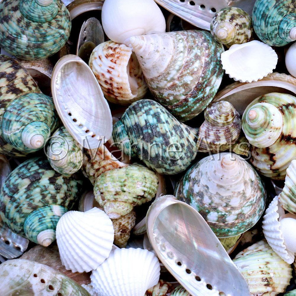 Premium shell mix white pearl and jade green  (kg)