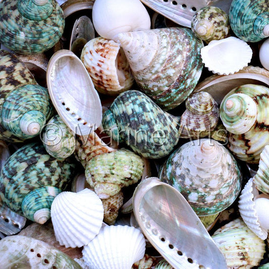 Premium shell mix white pearl and jade green  (kg)