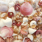Premium shell mix white pearl and pink  (kg)