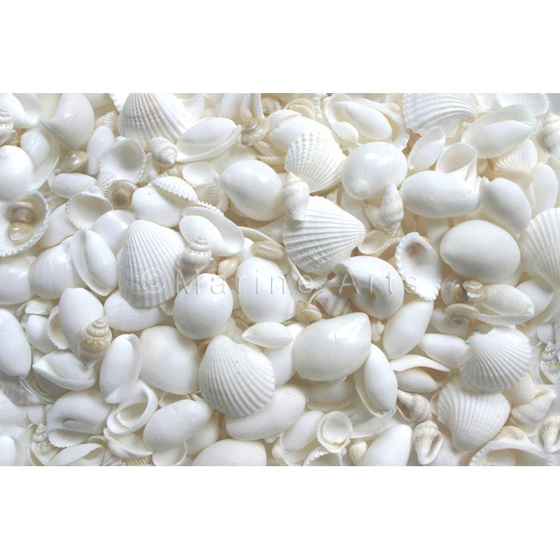 Shell cylinder tall - Premium shell mix white small (Pack of 2)