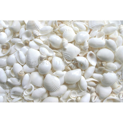 Shell cylinder tall - Premium shell mix white small (Pack of 2)