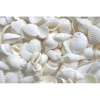 Shell cylinder tall - Premium shell mix white medium (Pack of 2)