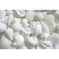 Premium shell mix white large  (kg)
