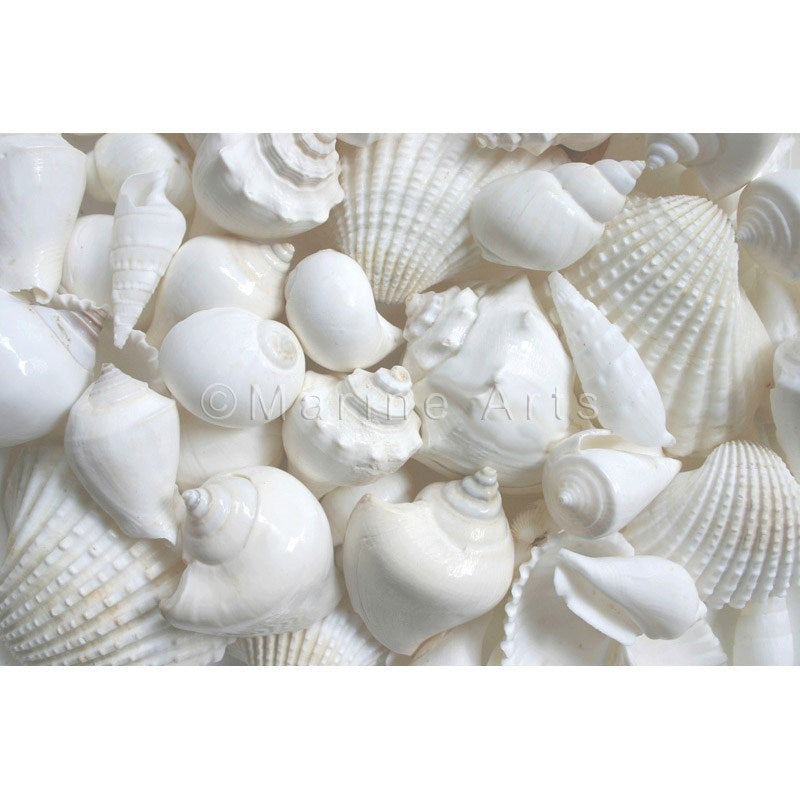 Shell cylinder tall - Premium shell mix white large (Pack of 2)