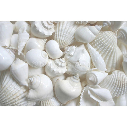 Shell cylinder tall - Premium shell mix white large (Pack of 2)