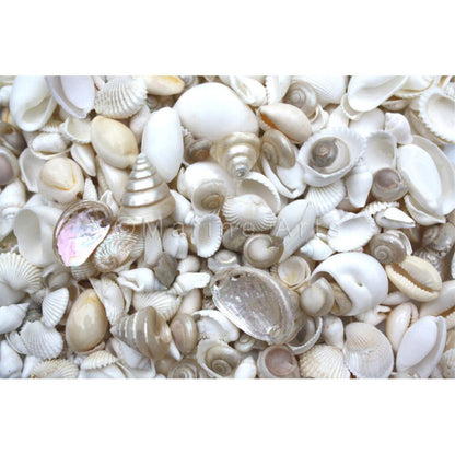 Premium shell mix white and pearl small  (kg)