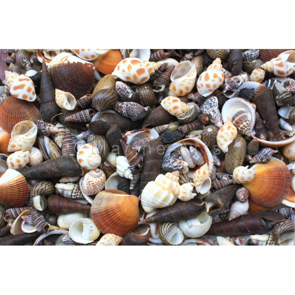 Premium shell mix black white tan cream small  (kg)