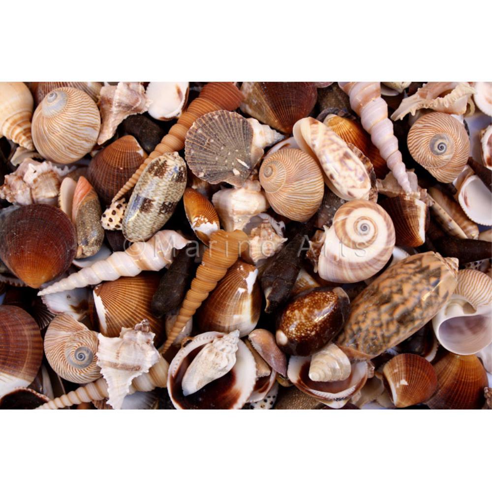 Premium shell mix black white tan cream medium  (kg)