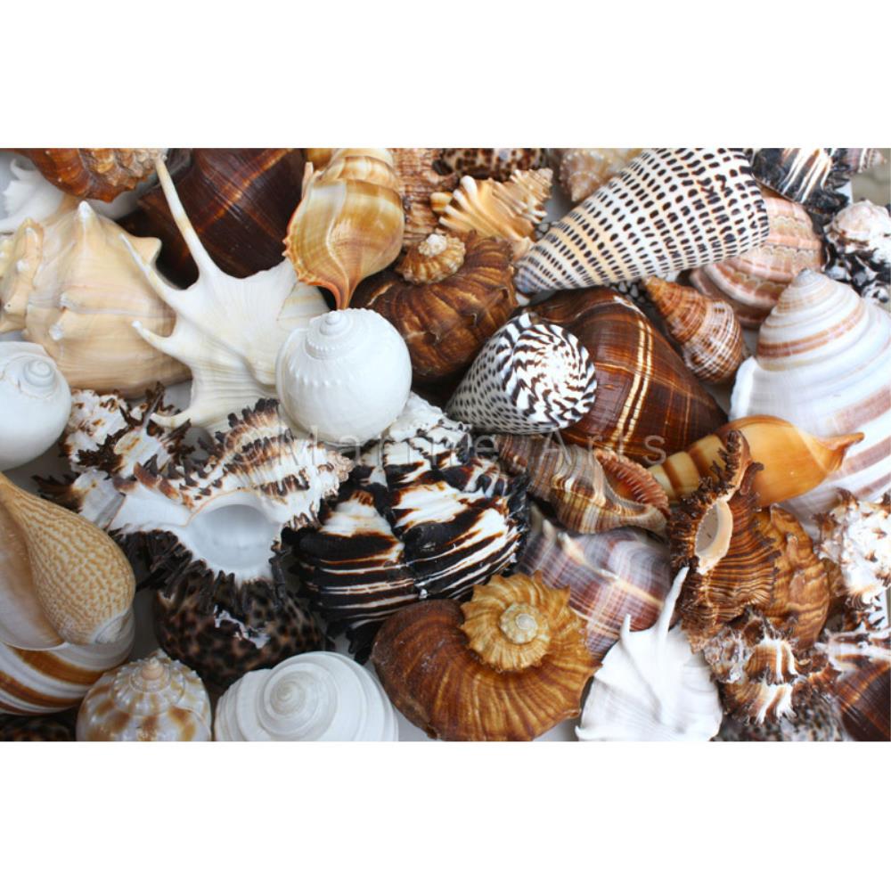 Premium shell mix black white tan cream extra large  (kg)