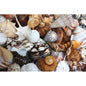 Premium shell mix black white tan cream extra large  (kg)