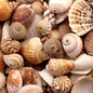 Premium shell mix cream tan and white small-medium  (kg)
