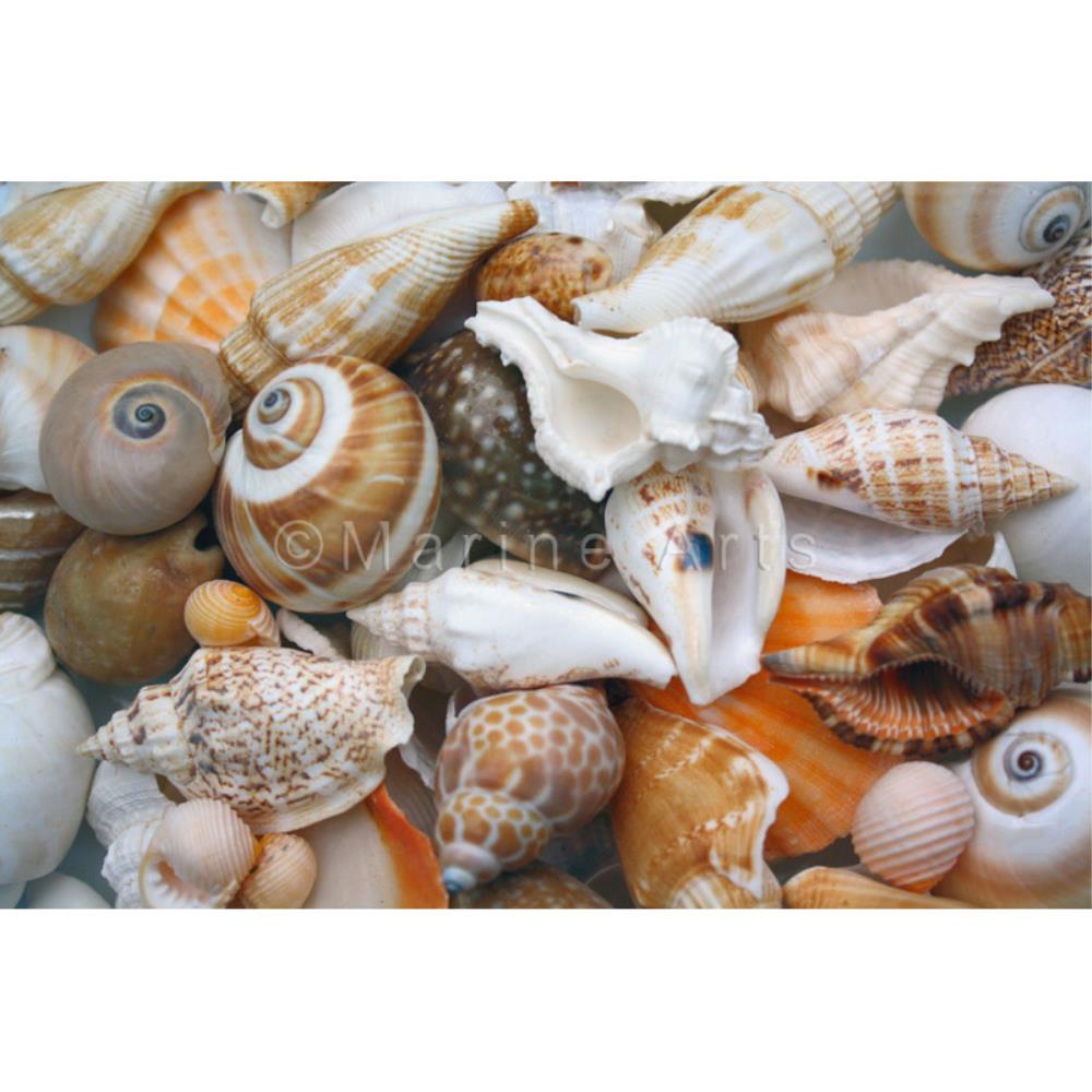 Premium shell mix cream tan white large  (kg)